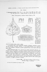 Melampsora betulina image